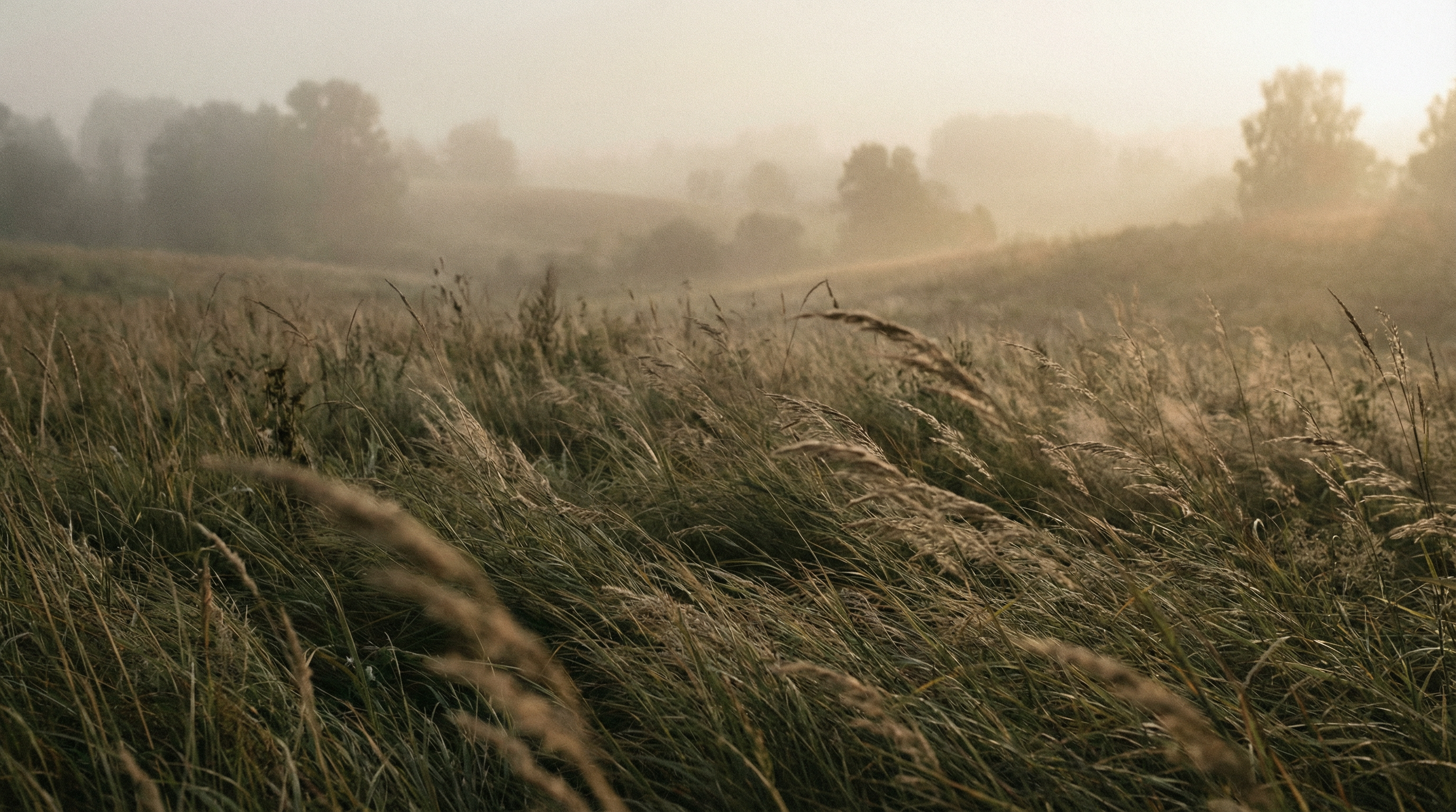 Prairie brumeuse au matin