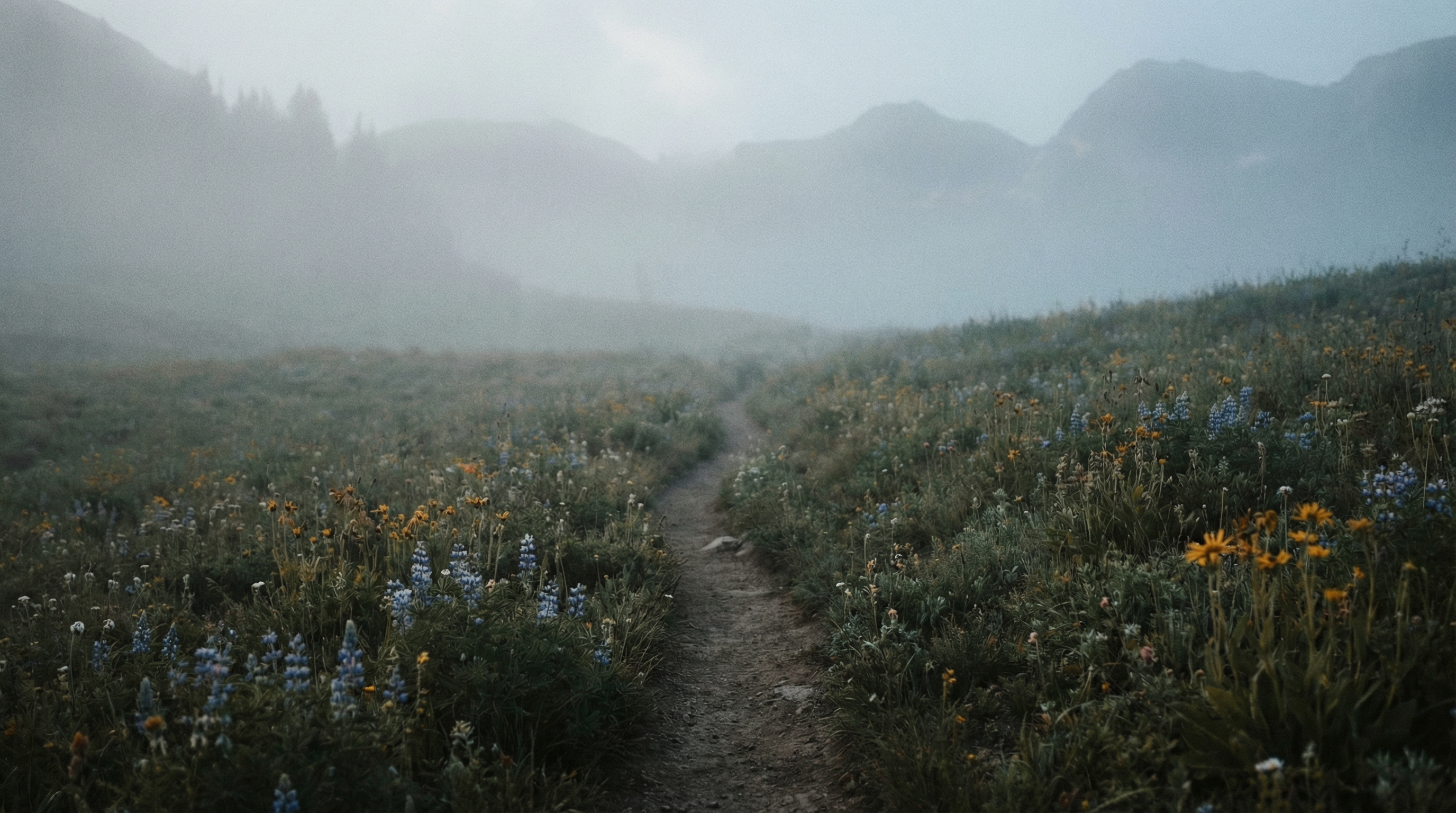 Chemin de montagne émergeant du brouillard